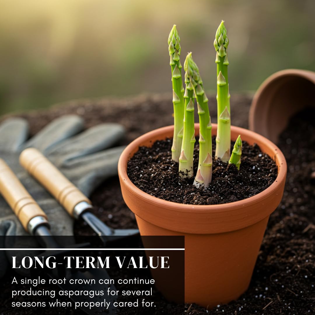 Jersey Giant Asparagus Crowns – 25 Live 2-Year Bare Root Plants – High-Yield Variety for Home Gardens and Farms