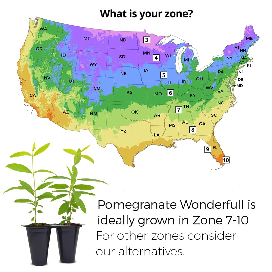 Pomegranate Wonderful Live for Sale (4 Pack) | Easy to Grow Plants | Edible Fruit Plant for Sustainable Living | Grow Your own Food on Your Edible Organic Garden| Live for Planting| 2 inch Pot