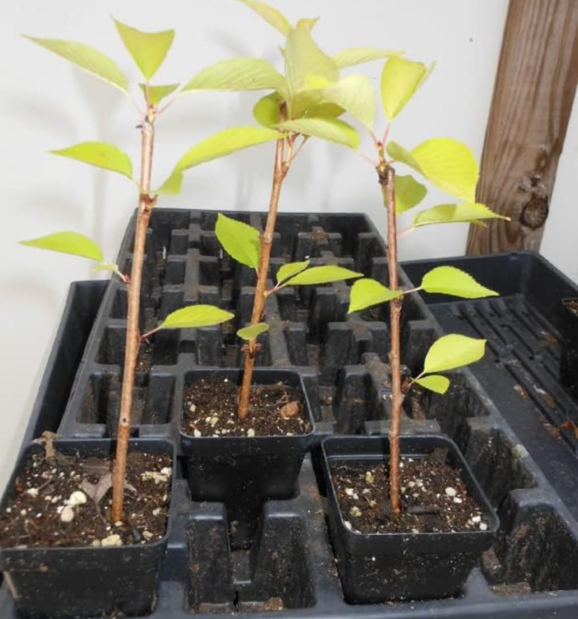 Yoshino Flowering Cherry Tree - Live Plant - 6-12" Tall Seedling - 3" Pot - Ships Potted