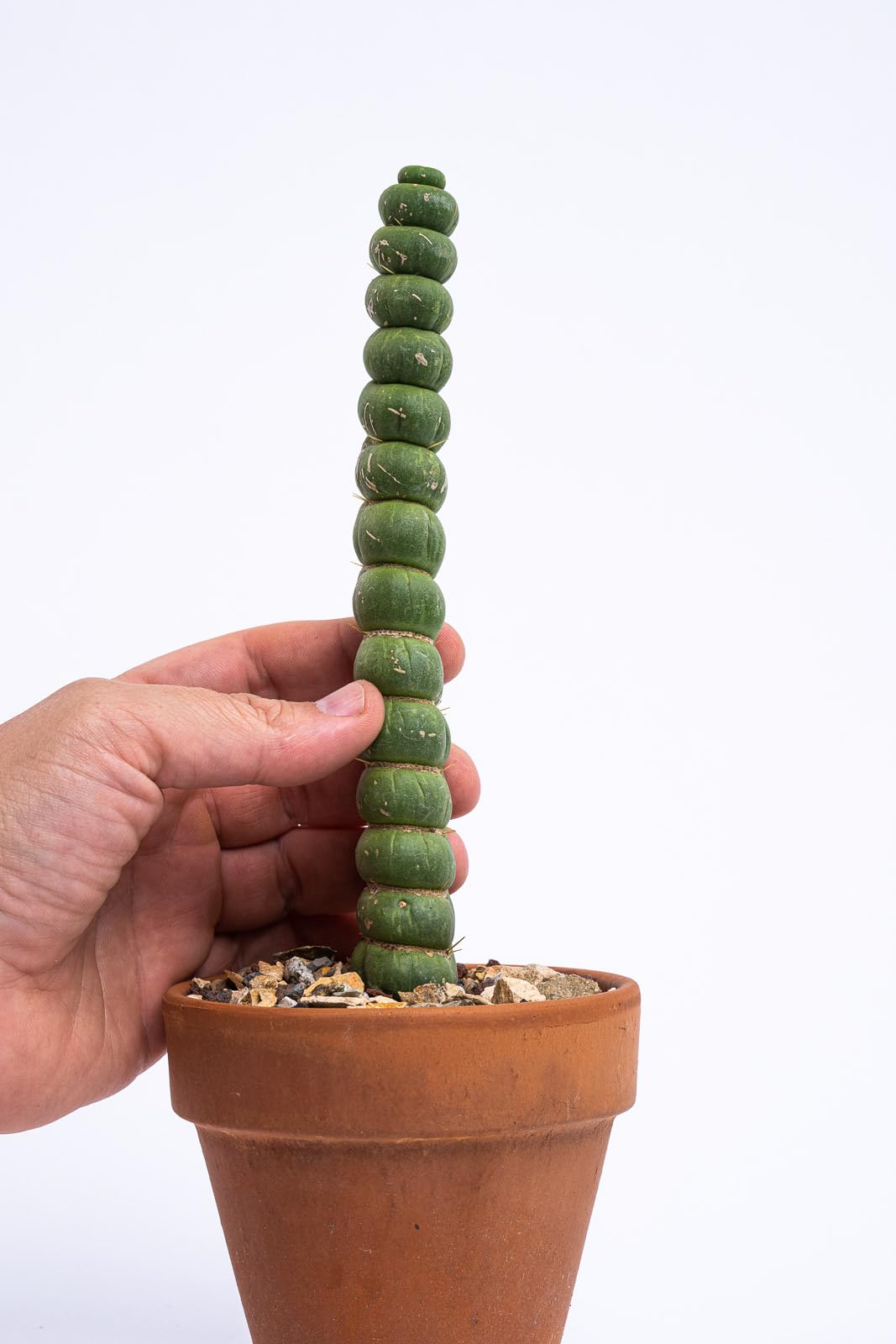 Eulychnia Castanea Spiralis - Unicorn Horn Live Rare Unique Cactus Plant (8'')