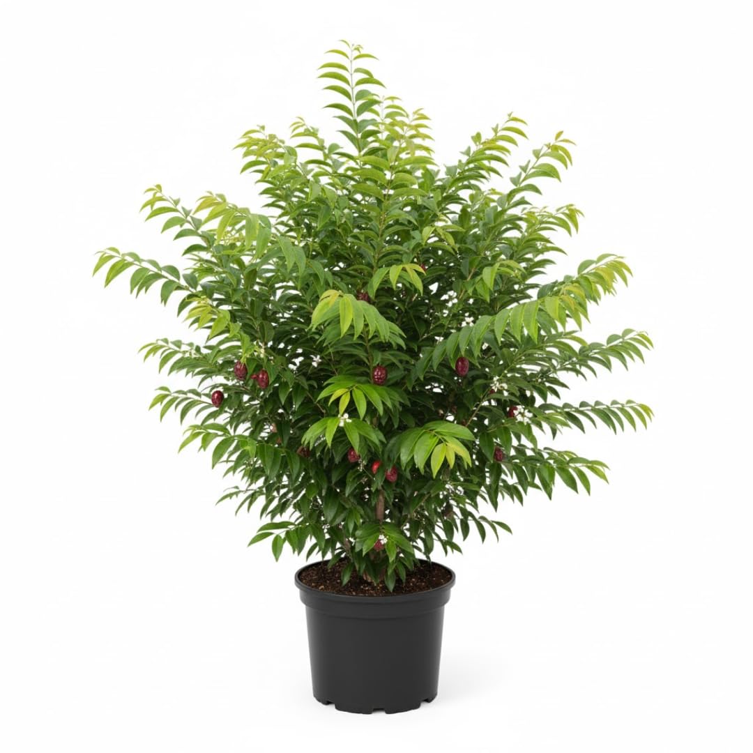 Surinam Cherry Tree Live Plant | 2.5–3 Ft Cherry Tree | Small Tropical Fruit Tree for Home Gardens & Outdoor Growing | No Ship to CA,HI,AK