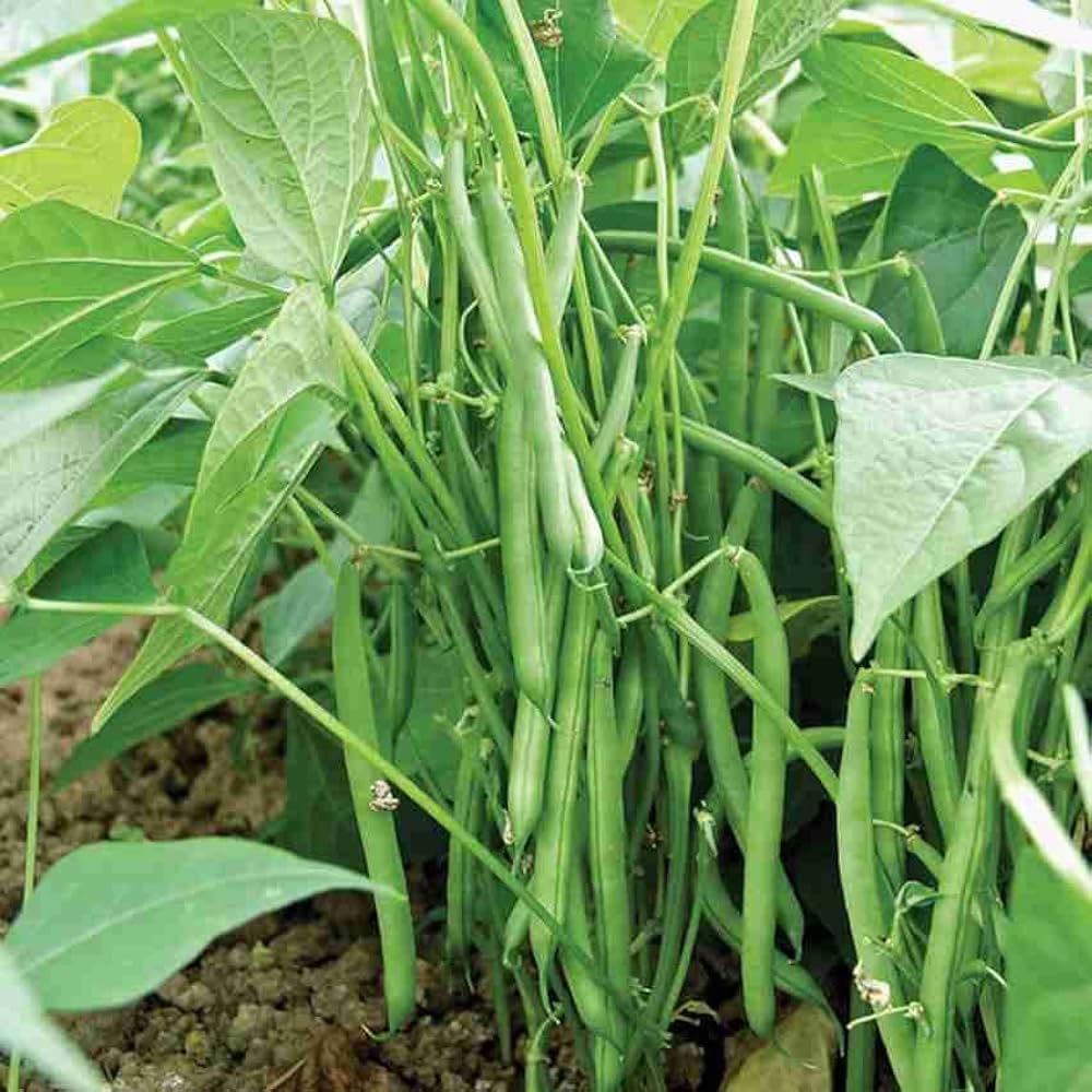 100+ Pcs Indian Cluster Bean Seeds, Non-GMO Vegetable Seeds for Planting, High Germination Guar Seeds for Home Garden, Backyard, Outdoor Grow Bags or Pots
