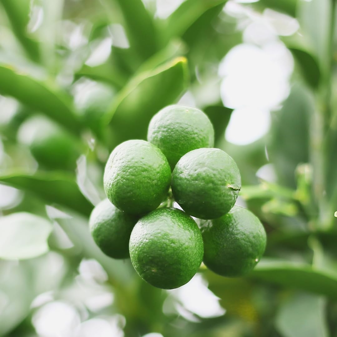 Seedless Lime Plant Live, Lime Fruit Tree, 3 Feet Tall in 5 Gallon Pot for Indoor or Outdoor