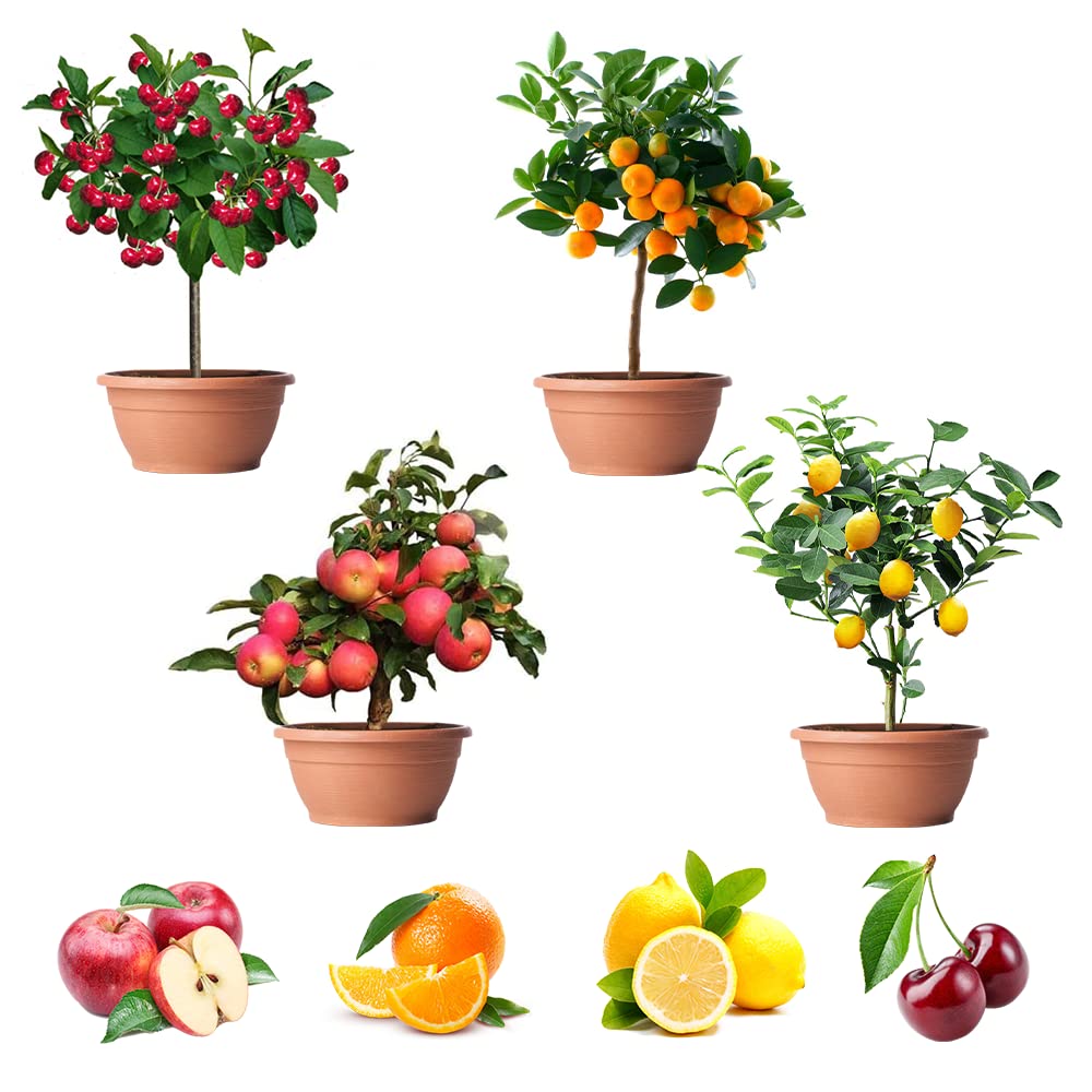 200+ Mix Dwarf Bonsai Fruit Tree Seeds for Planting, 4 Variety Individual Packs, 50+ Lemon Tree Seeds 50+ Cherry Tree Seeds 50+ Orange Tree Seeds 50+ Apple Seeds Organic Heirloom Fruit Seeds