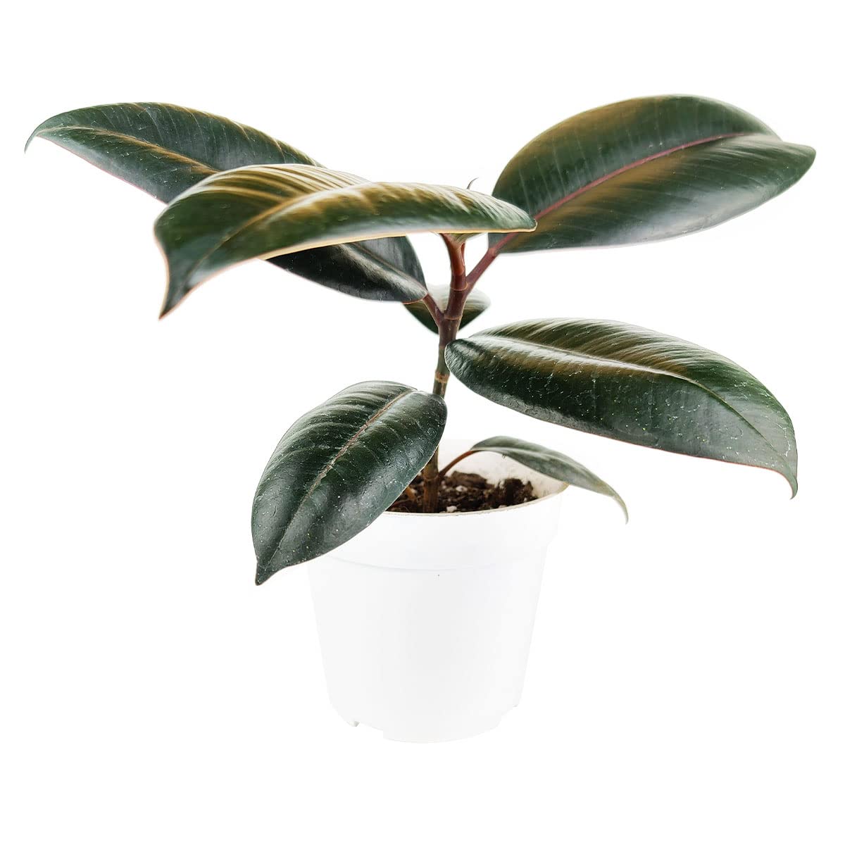 Burgundy Rubber Plant (4" Grower Pot) - Air Purifying and Live Healthy Houseplant - Easy to Grow, Easy to Care Indoor Houseplant