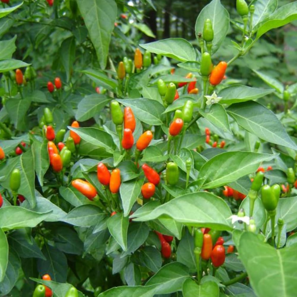 Pequin Peppers Plants, 4 to 6 Inch Tall Pequin Chili Pepper Plant in 4" Pot, Pepper Live Plants Vegetables Pepper Seedlings