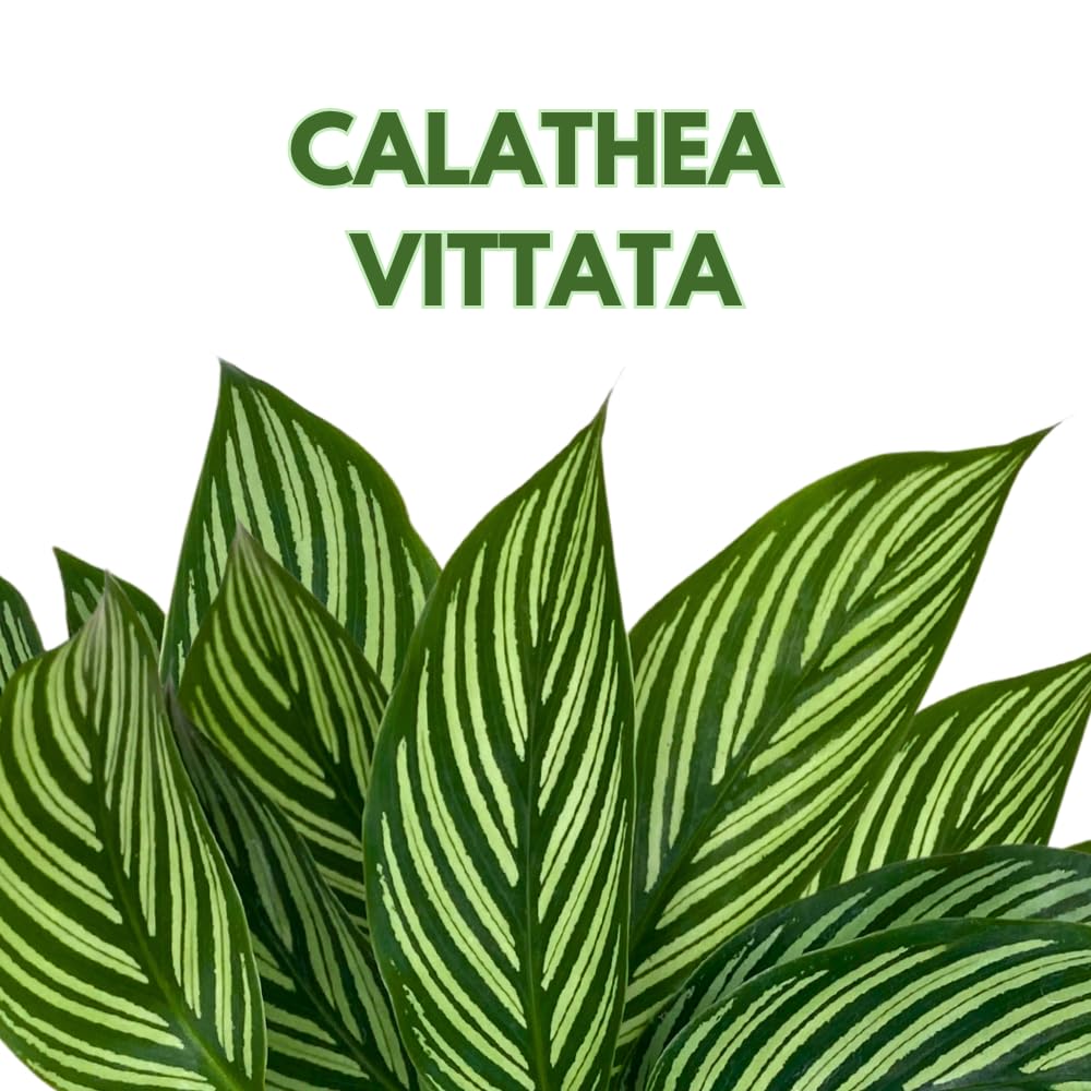 BubbleBlooms Calathea Vittata, in a 4 inch Pot, Zebra Peacock Cathedral Plant