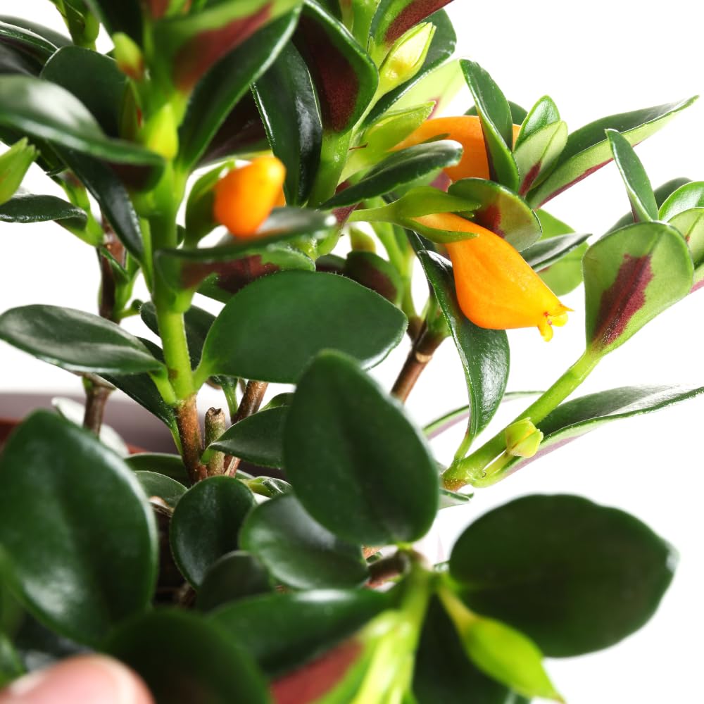 Trailing Goldfish Plant Live in 4" Pot, Tropical Houseplant for Hanging Baskets, Indoor Live Plant with Bright Blooms