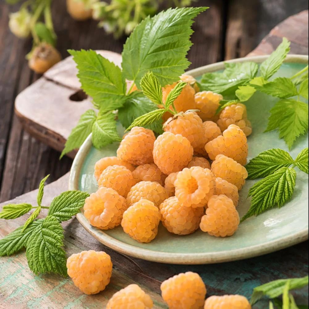 Set 4 Raspberry Plants Live 5 to 8 Inch Tall, Raspberry Bush Live Plants, Sweet Raspberries Fruit Seedlings (Mixed Raspberry)