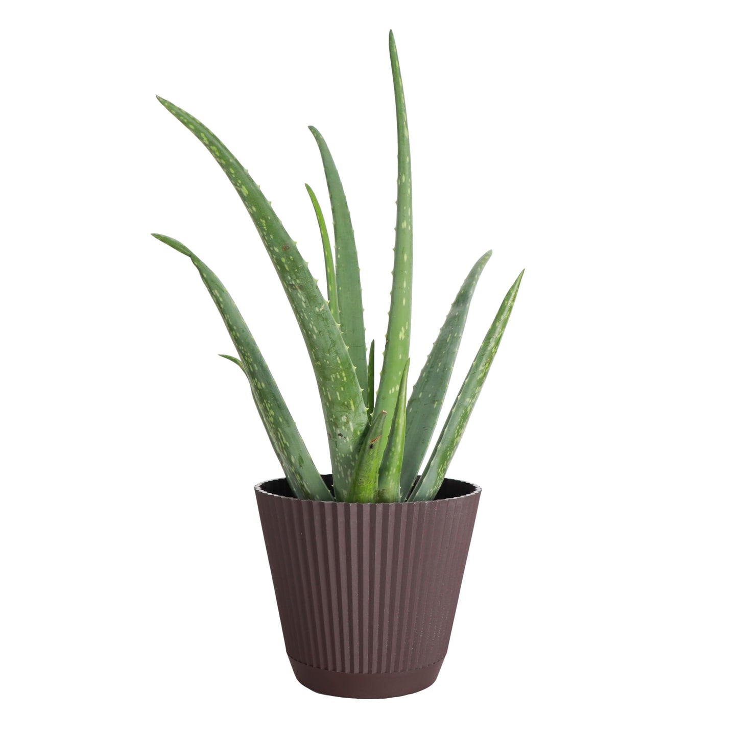 Thorsen's Greenhouse Aloe Vera, Live Indoor Plant, Aloe barbadensis, Easy to Grow, Succulent, Natural Air Purifier, 6" Diameter Pot (Chocolate)