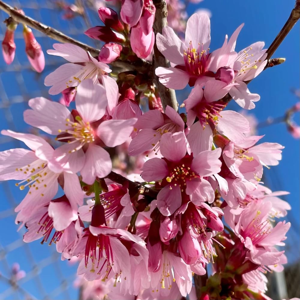 Cherry Blossom Tree, Live Ornamental Tree 6-12" Tall in Pot, Beautiful Spring Blooms for Outdoor Planting (Dark Pink Cherry Blossom)