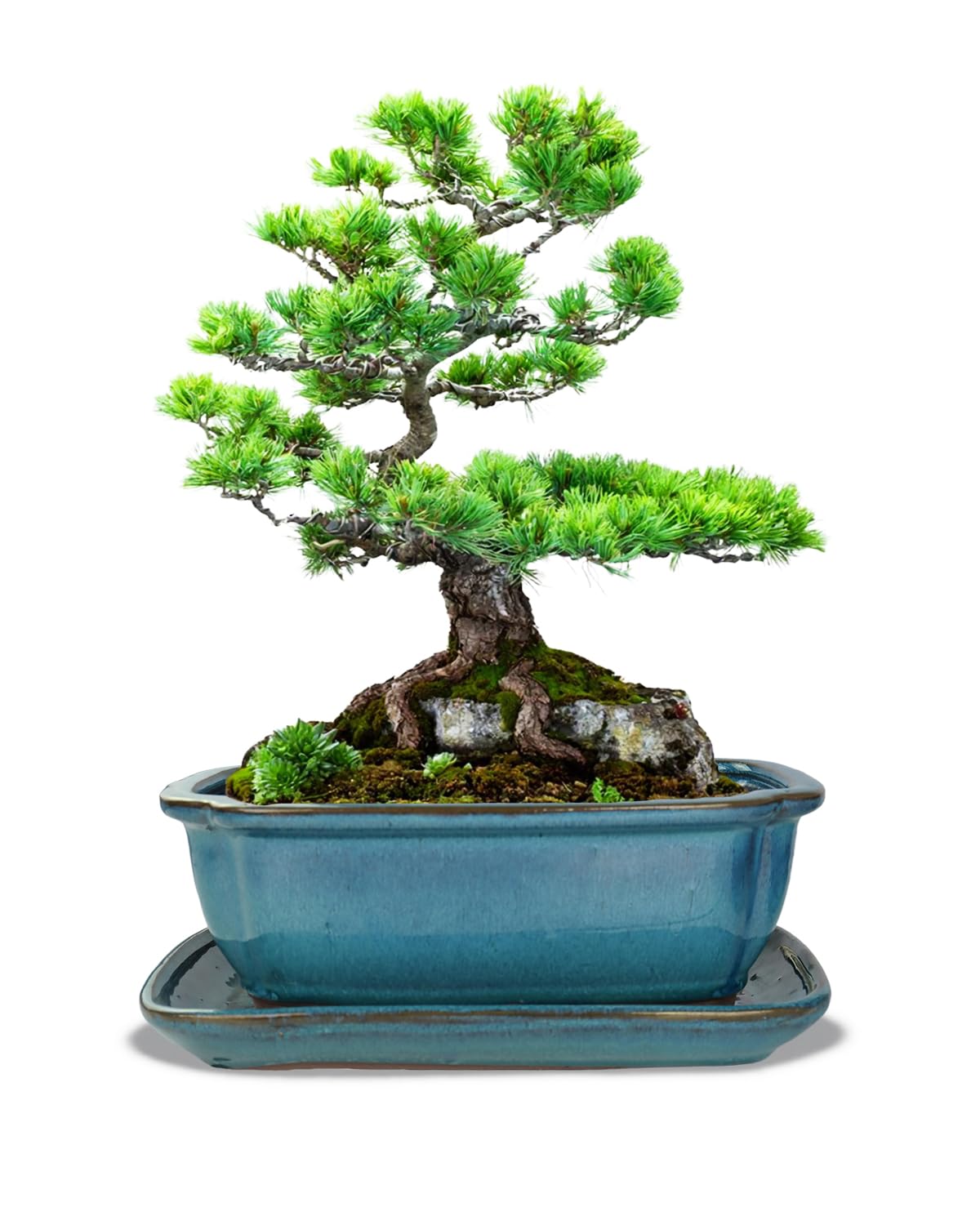 vensovo Ceramic Bonsai Pots with Drainage Hole and Saucer - 10.5 Inch Rectangular Glazed Shallow Planter for Bonsai Trees and Succulents(Blue)