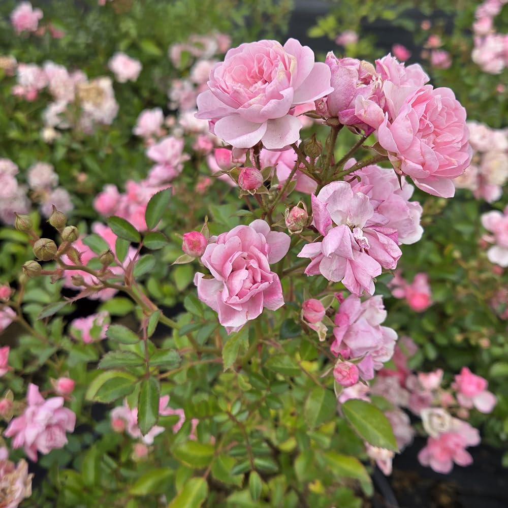Live Plant from Green Promise Farms - Rosa The Fairy (The Fairy Rose), #3 Gallon Size Container, Pink Flowers - This Plant Does NOT Ship to AZ, CA, HI, ID, MT, NV, OR, PR, UT & WA!!