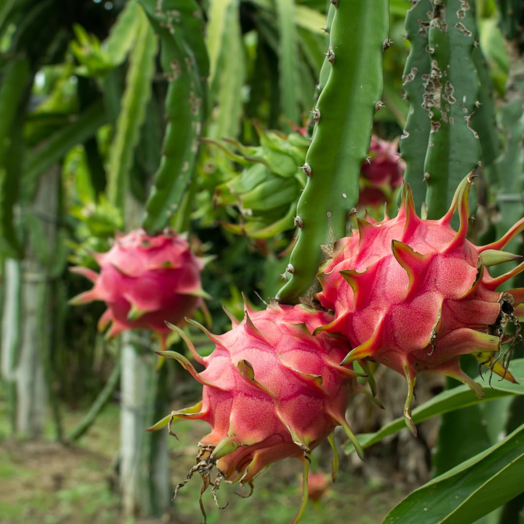 Set of 2 Live Dragon Fruit Plant, Dragonfruit Seedlings, Tropical Cactus Plant, 4-7 Inches Tall for Growing Outdoors (Baby Dragon Fruit)