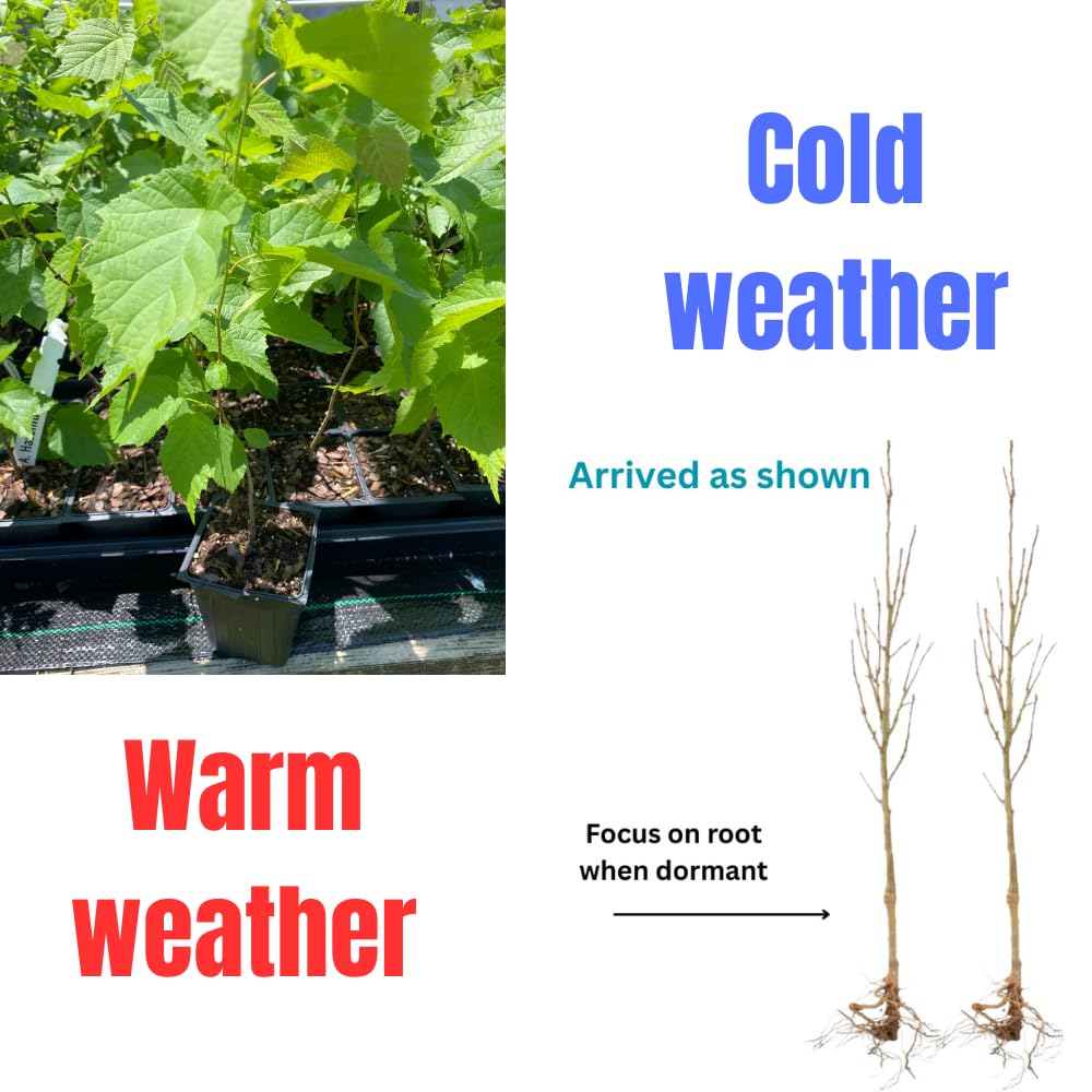 Black Walnut Tree Live Plant 1 Year Old Well-Rooted in 4" Pot, 6-12" Tall, White Walnut Butternut Like, Walnuts Trees for Spring Planting, Cold Hardy, Dormant