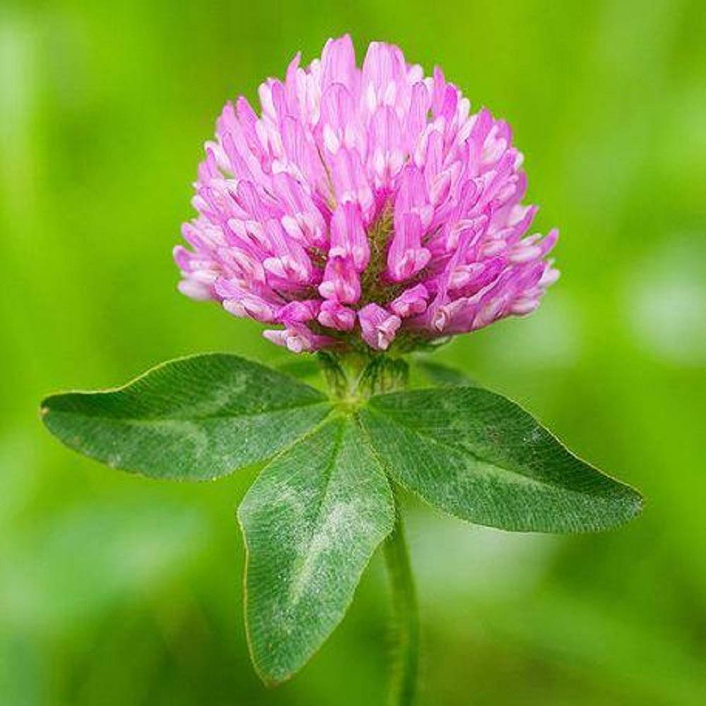 Red Clover Seeds, Nitro-Coated and Inoculated, 1 Pound Pack by Seeds2Go