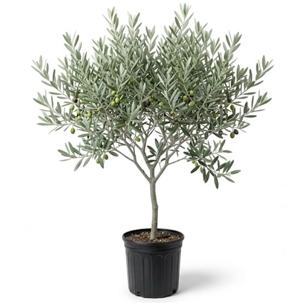 Live Olive Tree, Olive Tree Live in Pot, 2-3 Feet Tall Plant Outdoor Indoor Garden, No Ship to CA
