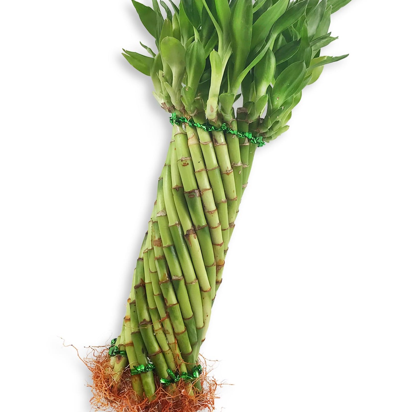 Tornado Bamboo Topiary - Live Plant - Ships Bare Root - Approx 10 Inch Tall Spiral Shaped Stalks - Air Purifying Feng-Shui Zen Garden Houseplants