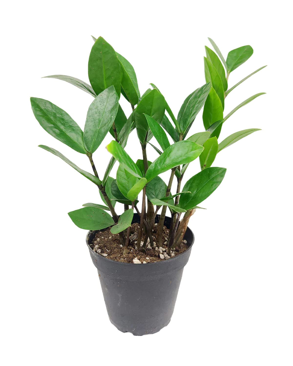 ZZ Plant (4" Grower Pot) - Low Light and Healthy Houseplant - Easy to Care, Easy to Grow Plants for Beginners - Live Healthy Houseplant for Home Office Decoration - Air-Purifying Indoor Plant