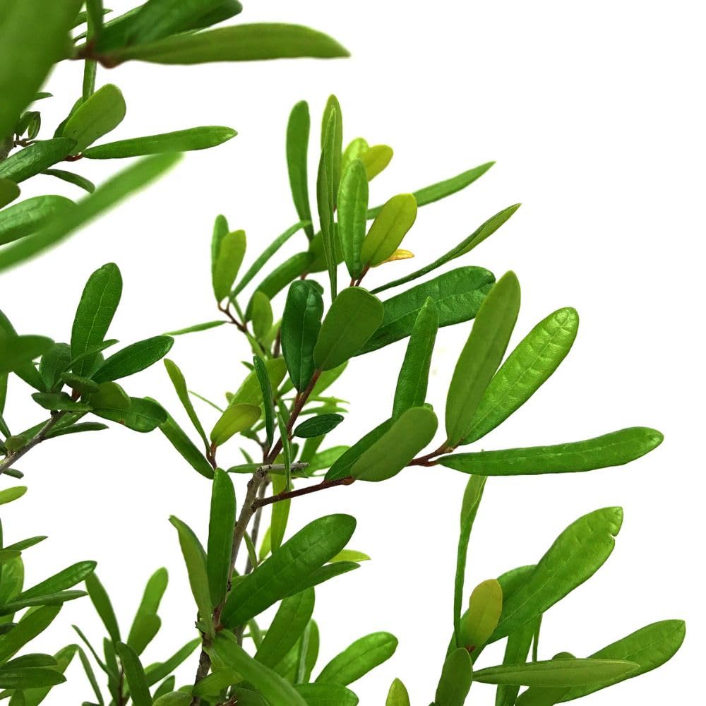 Live Oak Tree, Evergreen, Nut Producing, Long Living, Canopy/Shade Tree, 2-3 ft Tree Height, 1 gal. Nursery Pot (Due to Agricultural Laws, we Cannot Ship to CA, AZ, AK, or HI)