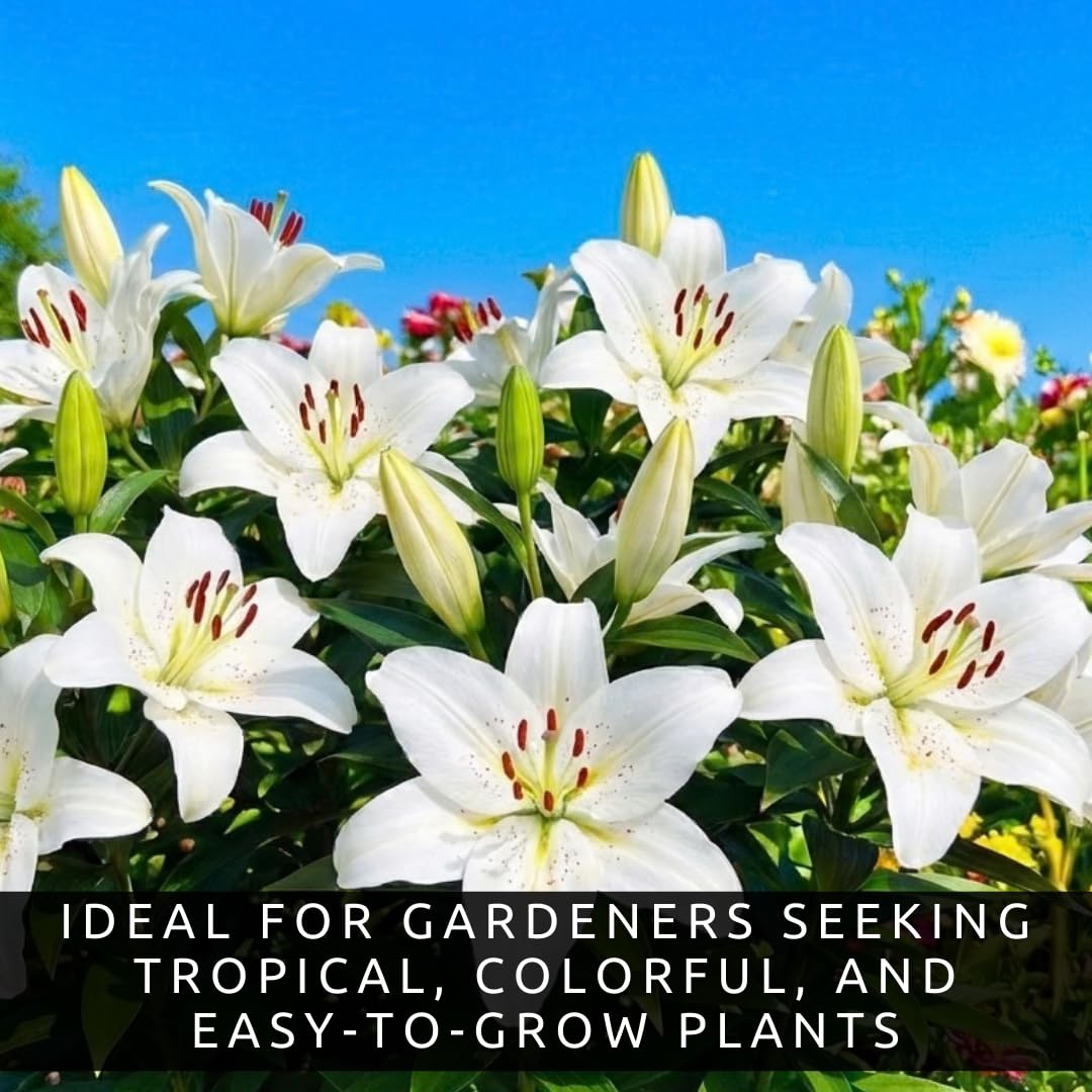 White Oriental Lily Bulbs for Planting - Unique Ruffled Leaves Perennial Lilium Bulbs - Grow Your Own Wedding Flowers (3 Bulbs)