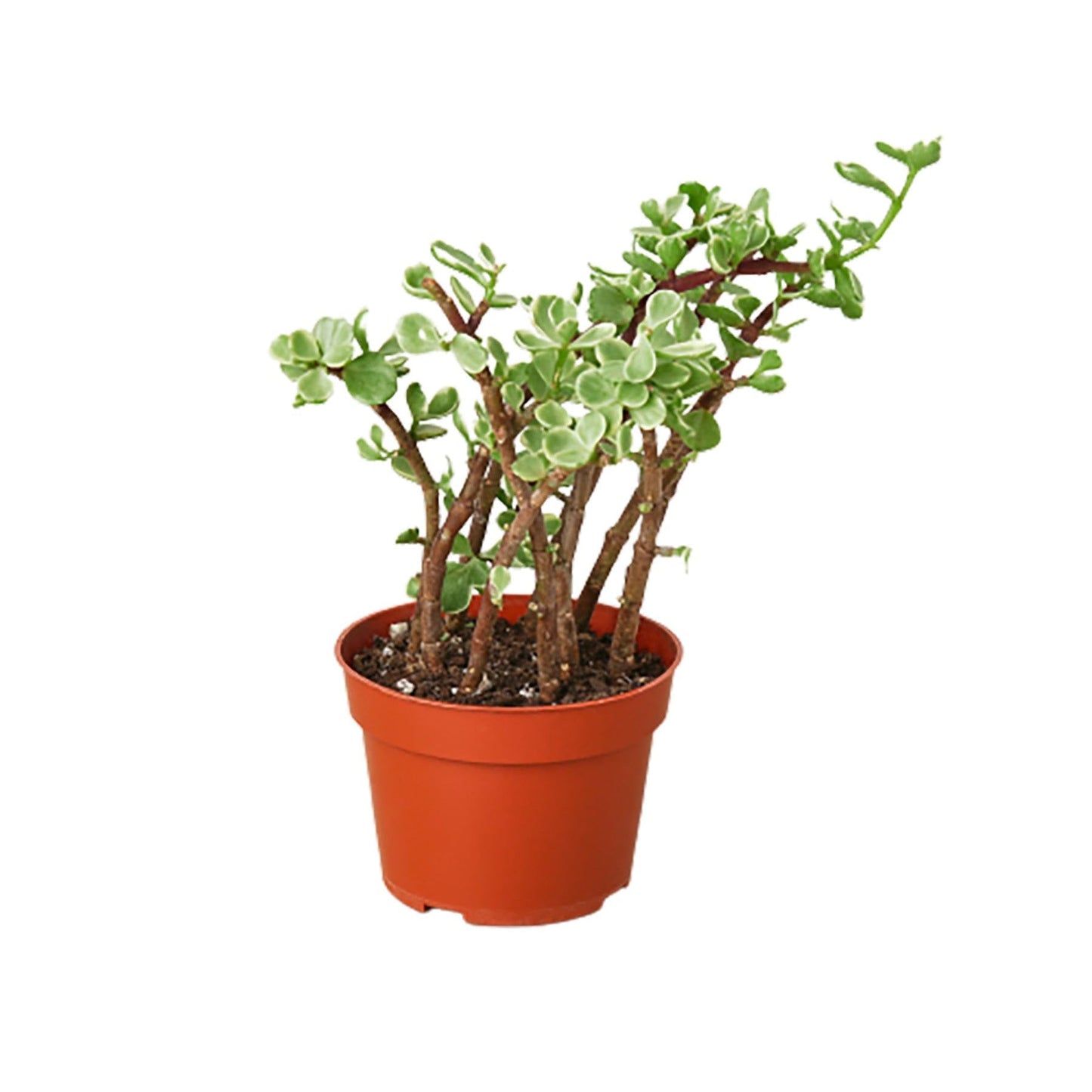 Succulent 'Rainbow Elephant Bush' | Live Plant for Indoor & Outdoor | for Living Room, Office, Bathroom | (4" Pot)