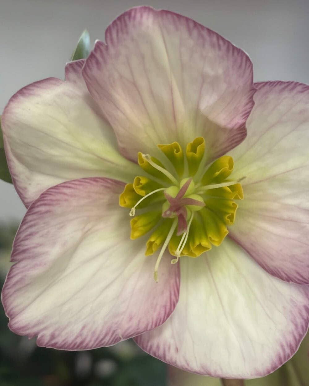 Perennial Farm Marketplace Helleborus HGC® Ice N' Roses® Picotee (Lenten Rose) Live Perennial, Size-#1 Container, Light Pink to White Winter Flowers with Dark Green Evergreen Foliage