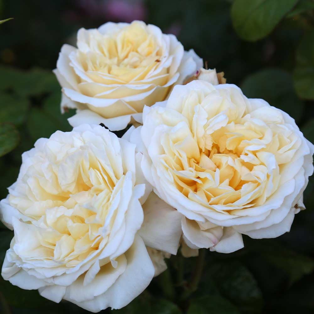 Heirloom Roses Hybrid Tea Rose Bush - Moonlight Romantica® Live Yellow Rose Plant for Outdoor Planting