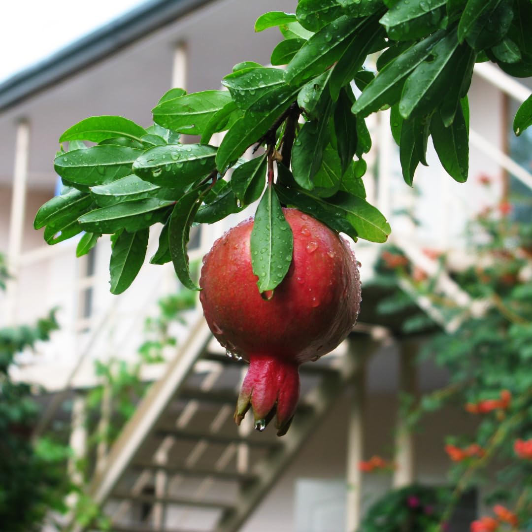Pomegranate Tree Plant Live, Pomegranate Fruit Plant, 4 Inch Pot, Ready for Planting