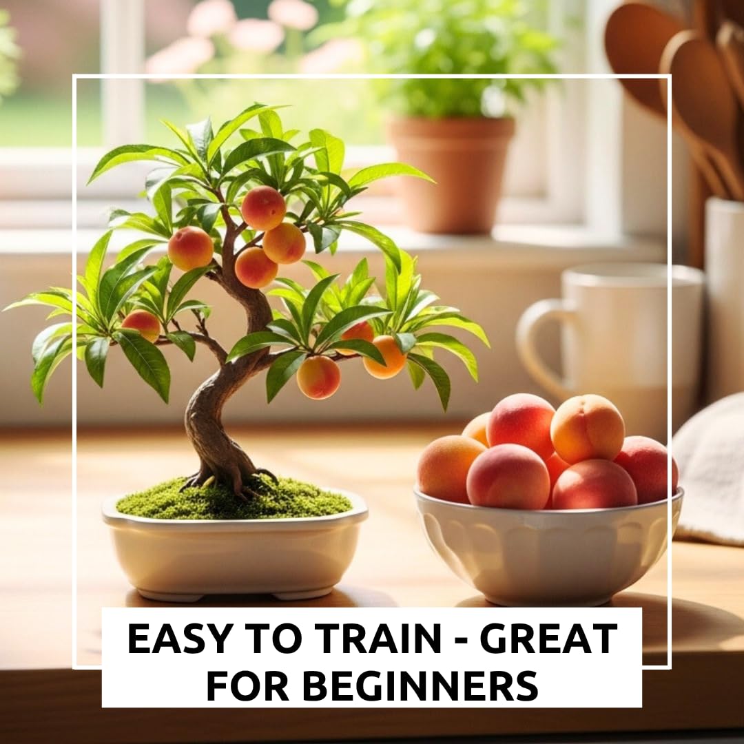 Bonsai Peach Tree Seeds – 5 Large Seeds for Miniature Fruit-Bearing Trees – Easy to Grow, Hardy, Produces Sweet Peaches - Great for Beginner Bonsai - Ideal for Home Garden