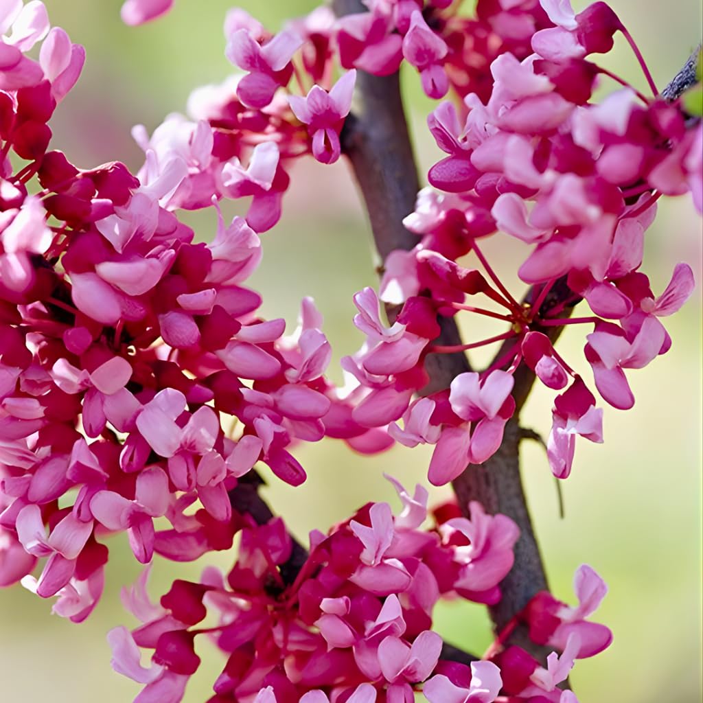 The Rising Sun Redbud Tree for Planting in Quart Pot, 12-18 Inch Tall, Eastern Redbud Tree with Seasonal Color Changes, Ornamental Tree for Home Garden Landscapes