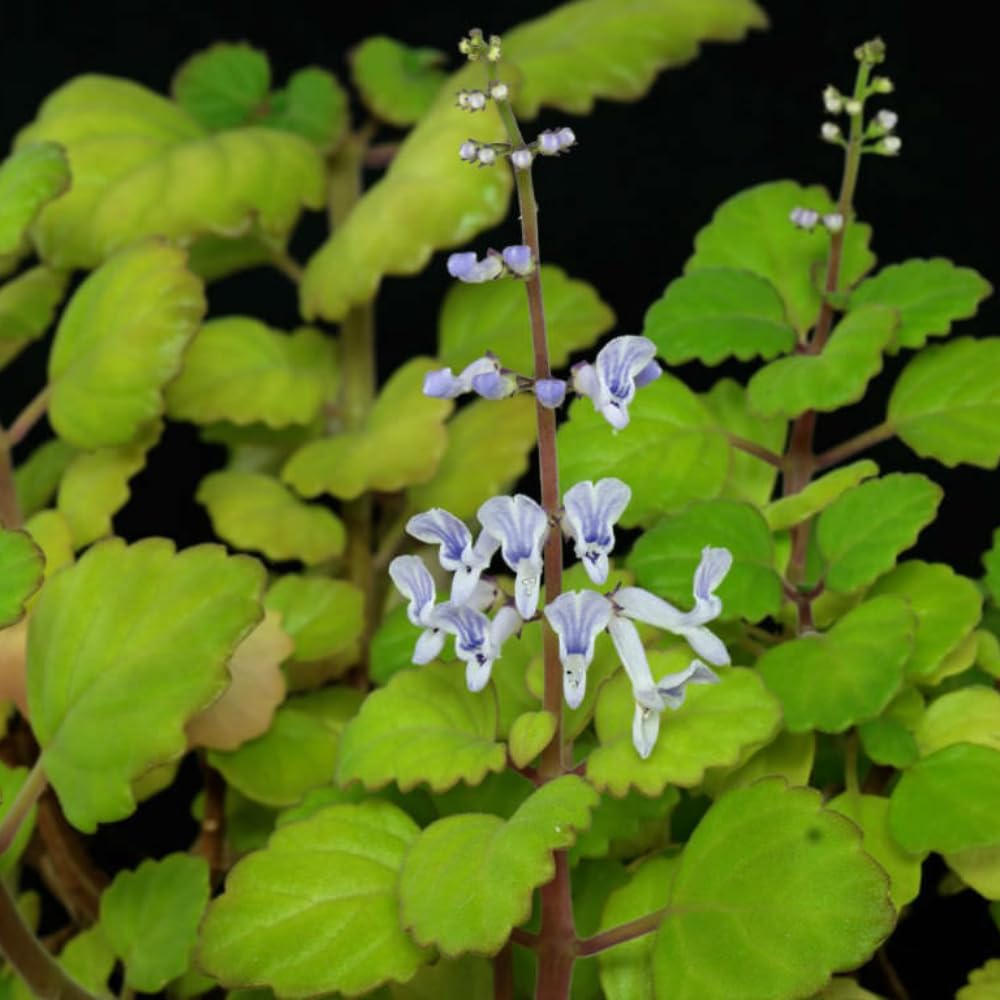 Pack 2 Swedish Ivy Plants Live Indoors in One Pot, Plectranthus Swedish Ivy House Plants, Live Swedish Ivy Vine, 4-6" Tall (Green Swedish Ivy)