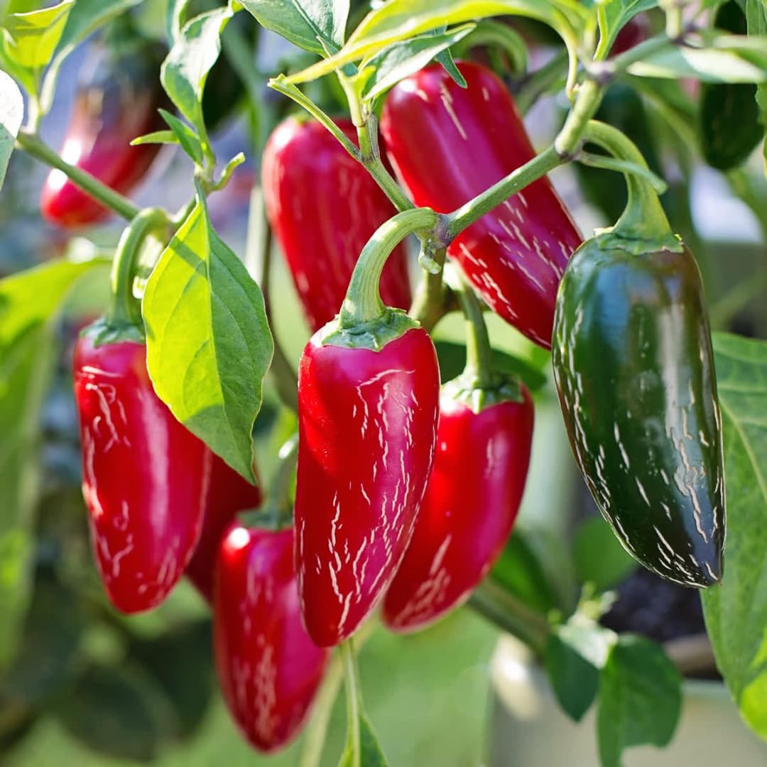 Live Jalapeno Pepper Plant in 4 Inch Pot, 4–7 Inch Tall Seedling, Green Chili Pepper Plant for Garden or Container Growing