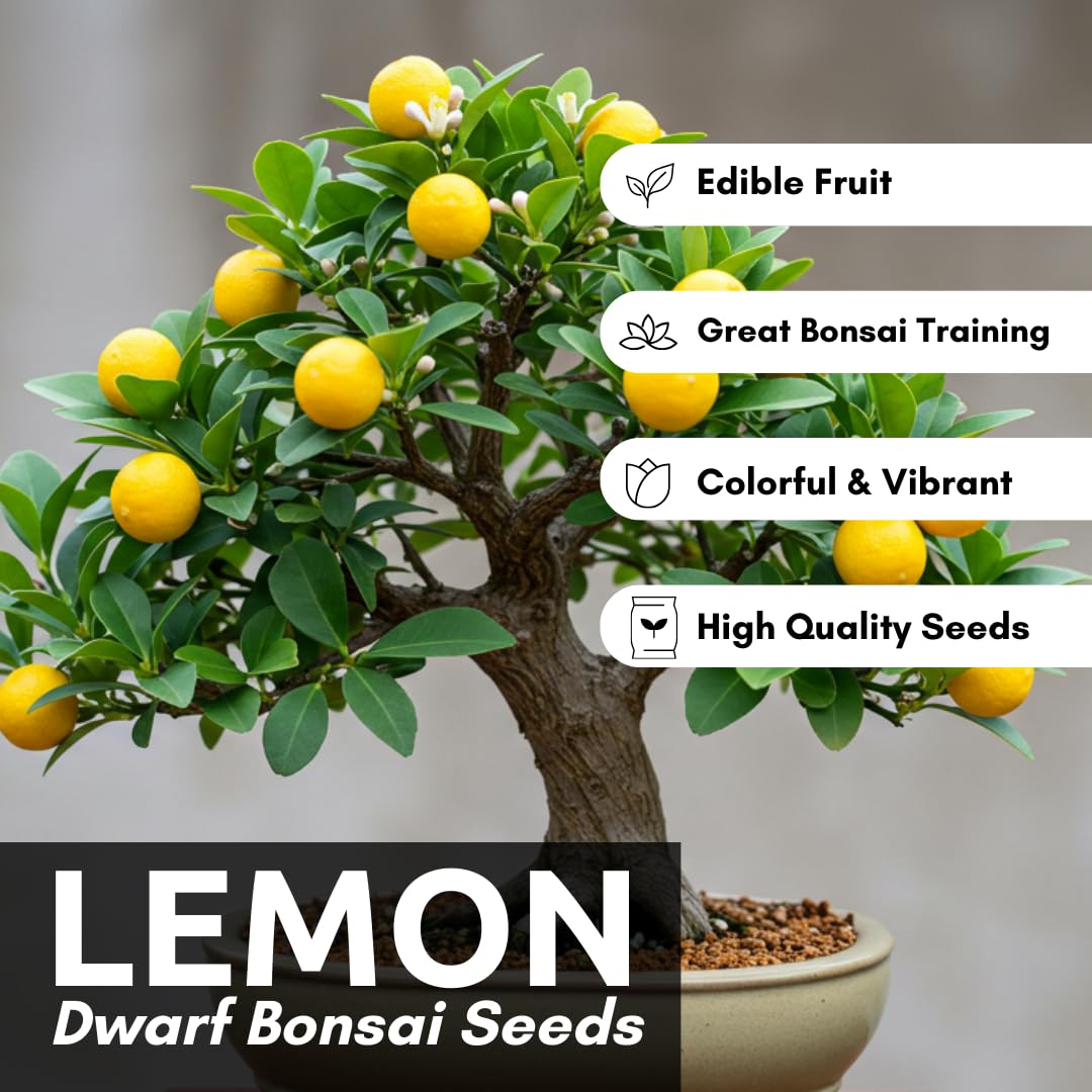 Dwarf Lemon Bonsai Tree Seeds, 20 Seeds, Grow a Delicious Fruit Bearing Bonsai Tree, Great for Home Gardening