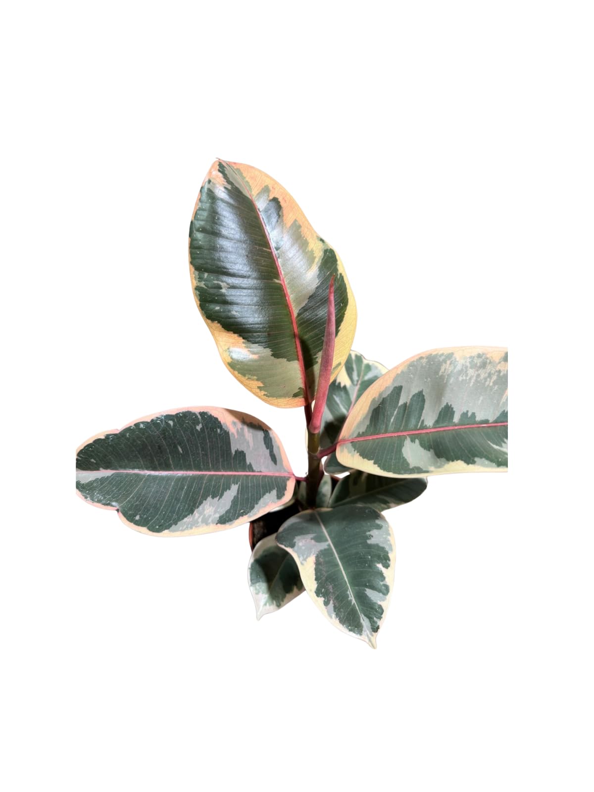 Variegated Ficus Elastica Tineke Rubber Plant in 4 inch Pot, Air Purifier Live Plant, Tropical Easy Care Houseplant, Office Gift Plant, Low Light Indoor Plant