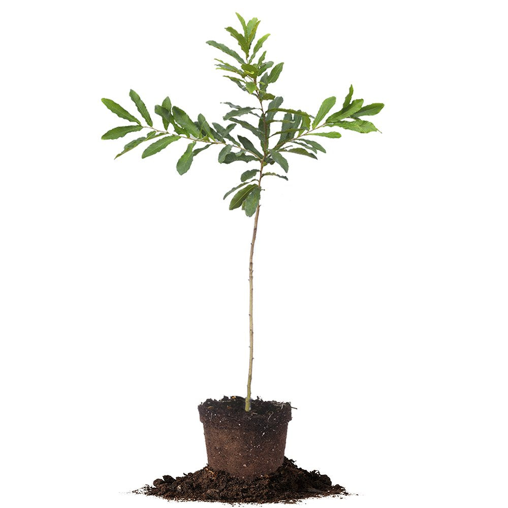 Sawtooth Oak 4-5ft