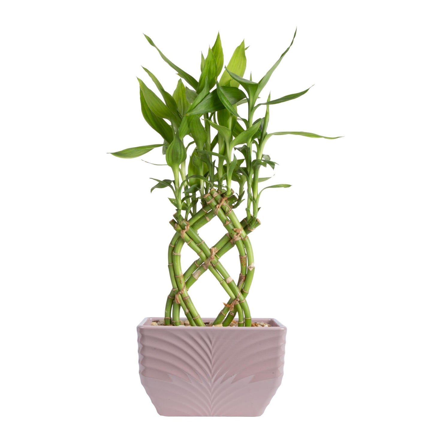 Costa Farms Lucky Bamboo Plant, Easy to Grow Live Houseplant in Indoor Bamboo Pot, Potting Mix, Grower's Choice, Birthday Gift, Home, Office, Plant Shelf Zen Room Decor, 12-Inches Tall