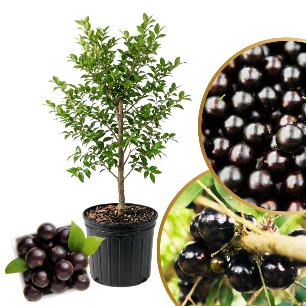 Black Jaboticaba Sabara Live Plant, Jabuticaba Tree in 3 Gallon Container, 2 to 3 Feet Height, Tropical Fruit Plant for Home Garden, No Ship to CA