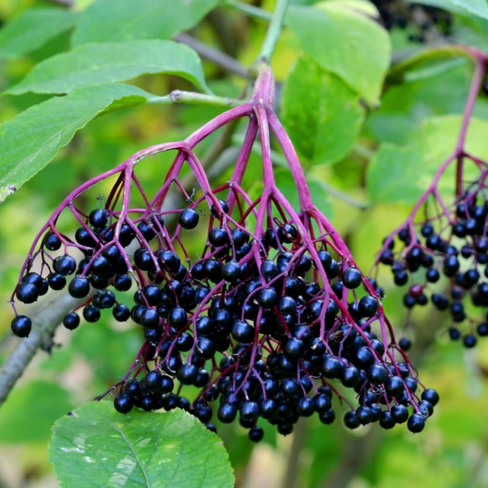3 Black Elderberry Plants Live, 6-12 Inch Tall, American Elderberry Bush Live Plant, Sweet Elderberries Fruit