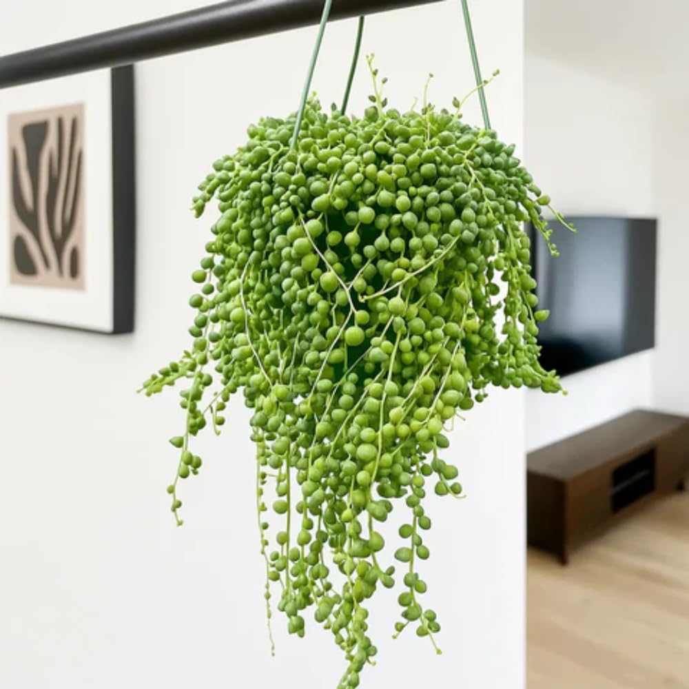 String of Pearls Plant Live in 2" Pot, Succulent Vine, Trailing Indoor Houseplant for Hanging Baskets (Green String of Pearls)
