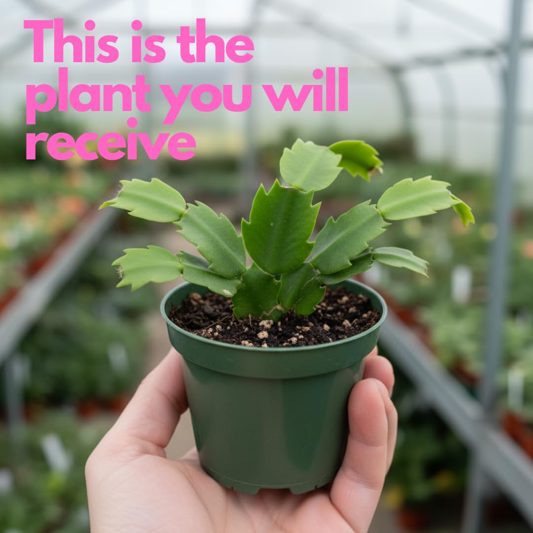 Sunset Orange Christmas Cactus Plant Live | 4 to 7 Inch Tall Potted Indoor Decorative Plant for Home & Office | Live Christmas Cactus Plants Houseplants | Christmas Hanging Baskets for Outdoors