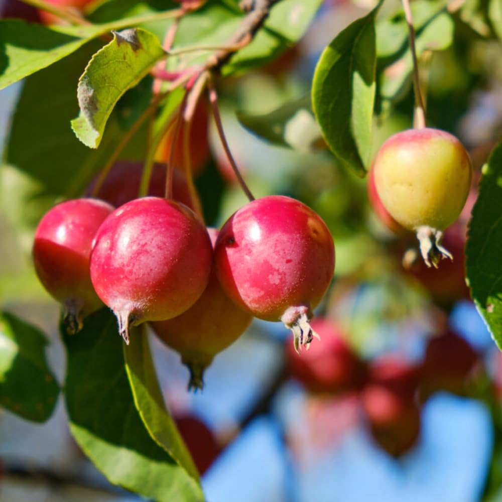 Crabapple Plant Live for Planting 6 to 10 Inch Tall, Crabapple Bush Live, Crab Apple Well Rooted Starter Plant