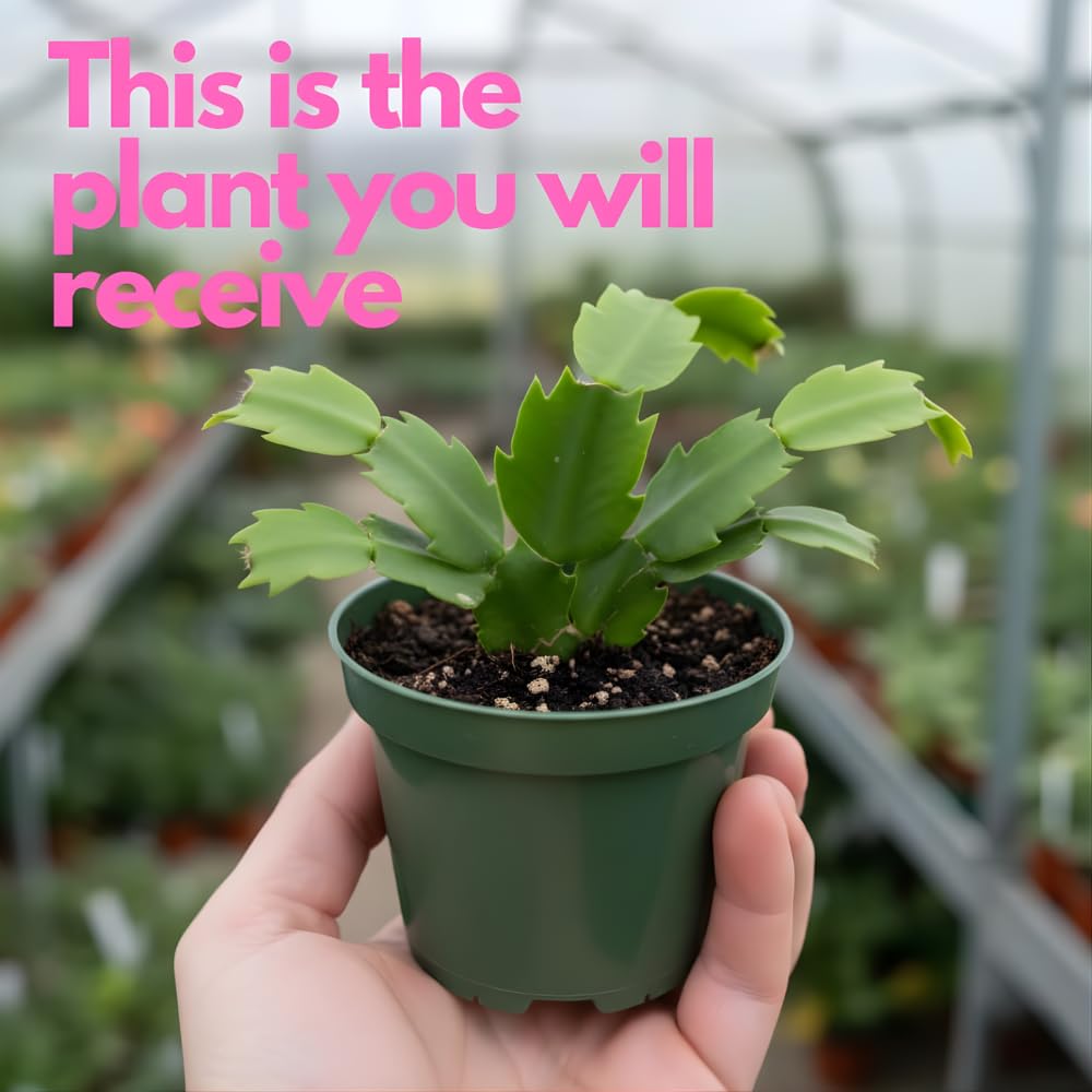 2 Red Christmas Cactus Live Plant, 5-6 Inch Tall, Easy to Care Indoor Winter Houseplant for Office Desk and Patio Decor, Vigorous Live Holiday Plant