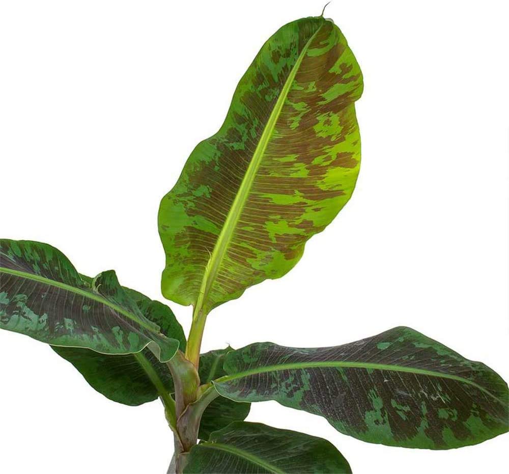 American Plant Exchange Dwarf Banana Plant – Live 6-Inch Potted Tropical Houseplant, Fast-Growing Fruit Tree with Lush Green Foliage for Indoor Jungle Décor, Patios, and Edible Gardens