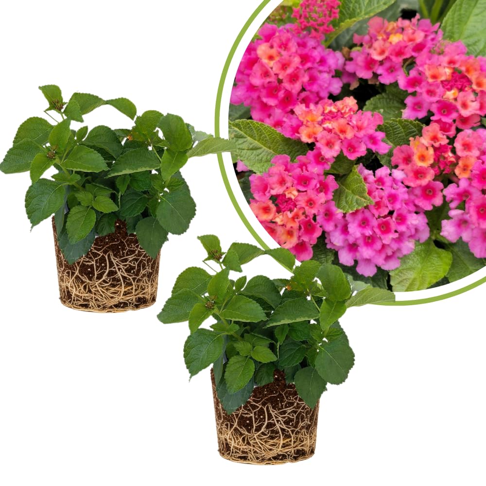 Set of 2 Lantana Plants Live, Trailing Lantana Plant, 4 to 6 Inch Tall for Planting Outdoors (Rose)