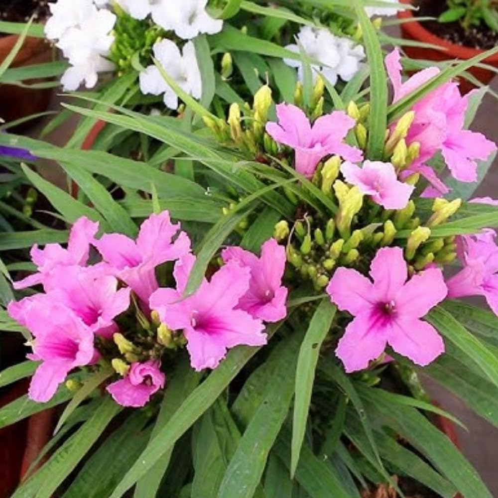 3 Mix Mexican Petunia Live Plants, Pink Petunia Flowers Seedlings, Petunias Live Plants, 4-8" Tall