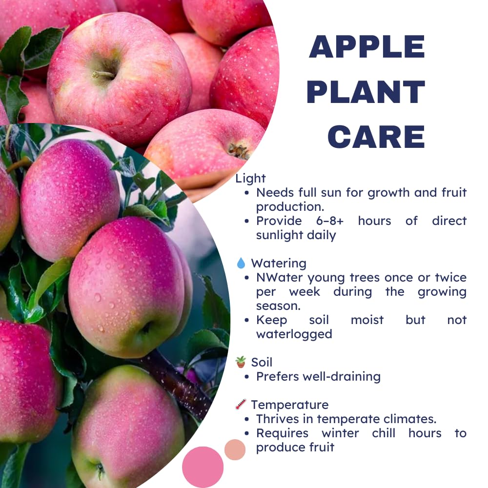 Pink Apple Tree Live Plant, Sweet Apple Plant Live for Planting, 2-3 Feet Height, Bareroot, Live Apple Tree Plant, Sweet Apple Fruit Tree