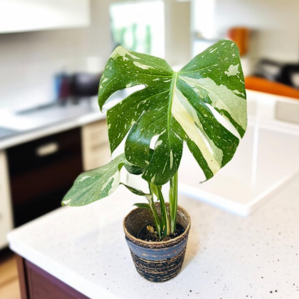 Monstera Plant Live, Monstera Fully Rooted 4-7'' Tall, No Pot, Easy-Care, Fast-Growing Indoor Houseplant (Constellation Monstera)