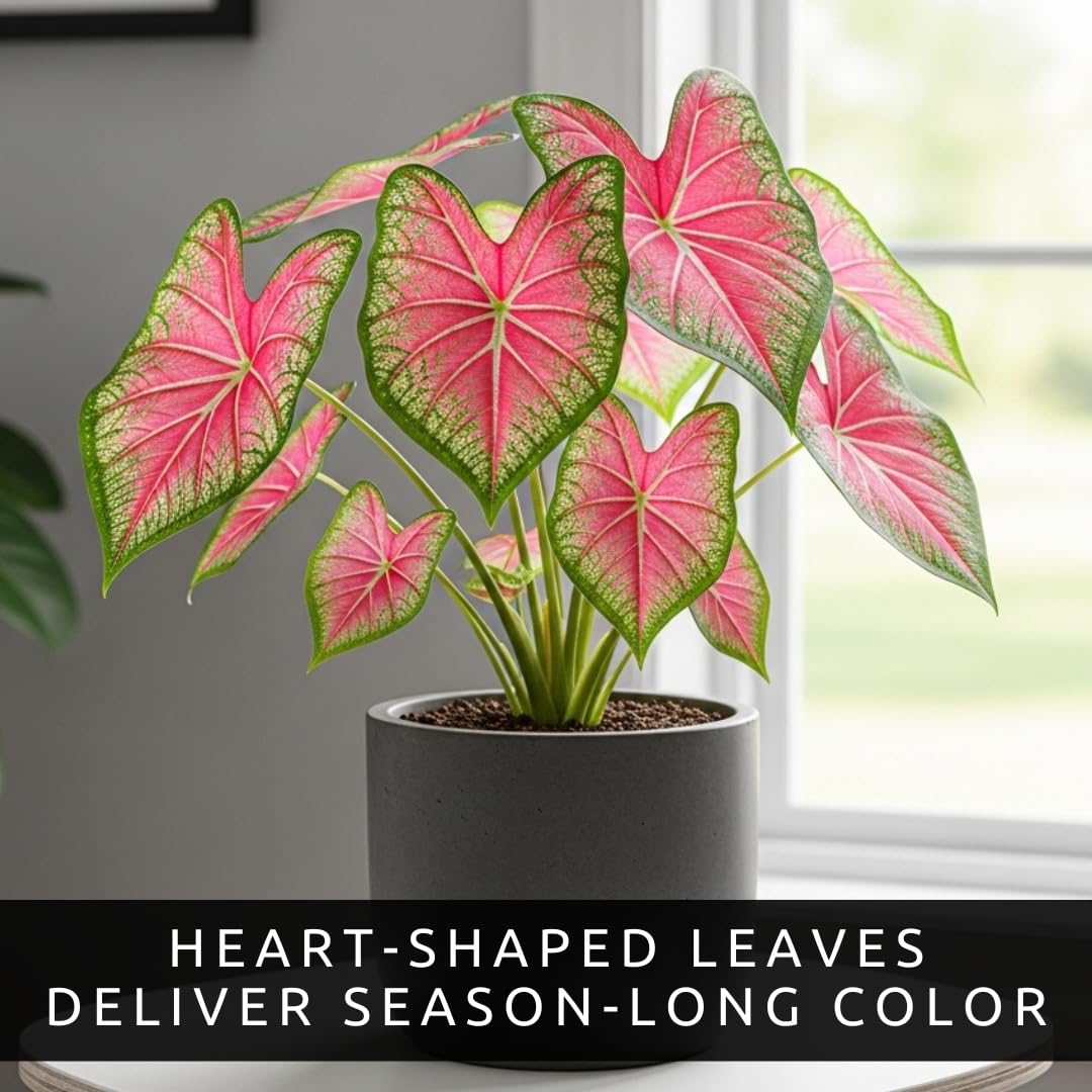 Pink Princess Caladium Bulbs for Planting – Vibrant Pink & Green Spotted Leaves, Easy-Grow Shade Plant, Tropical Color for Garden Beds, Borders & Containers (6 Bulbs)