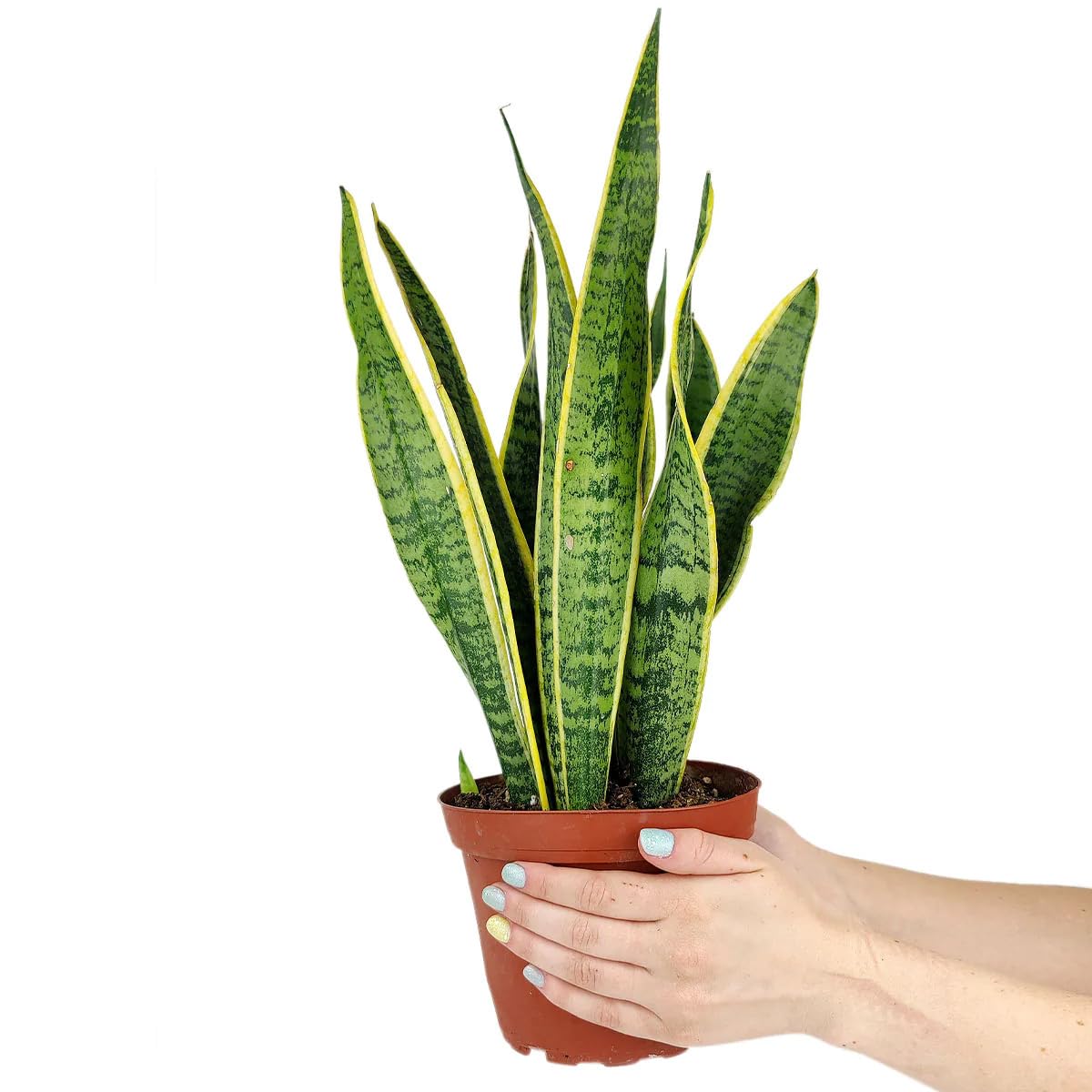 Snake Plant Sansevieria Laurentii (4 inch) - Lucky Houseplants - 4/6 inch Unique Live Decorative Houseplants - Easy to Care Indoor Plants, Perfect for Office, Home & Feng Shui Decor